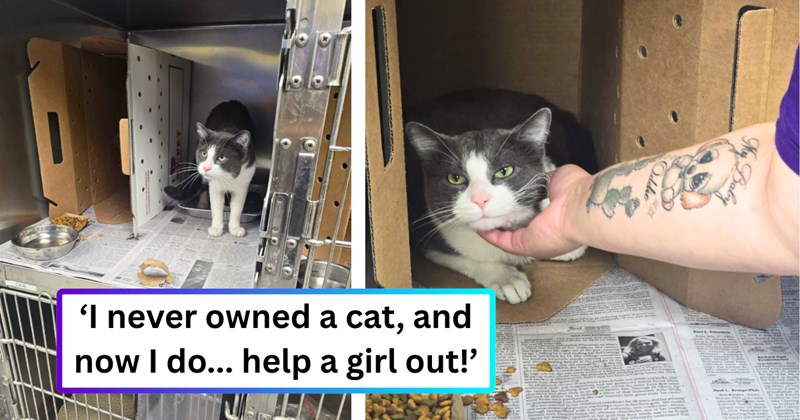 25 text pictures, 5 cat pictures | thumbnail includes two pictures of a cat, and ‘I never owned a cat, and now I do... help a girl out!’