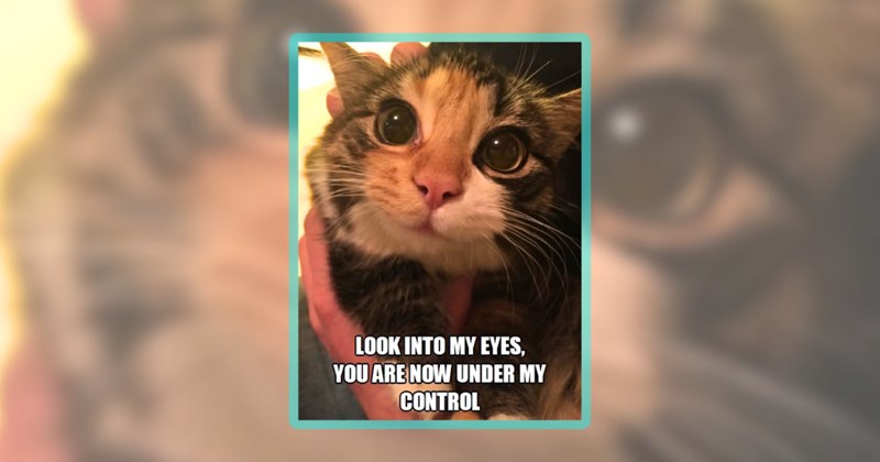 27 cat memes | thumbnail includes one meme including 'LOOK INTO MY EYES, YOU ARE NOW UNDER MY CONTROL'