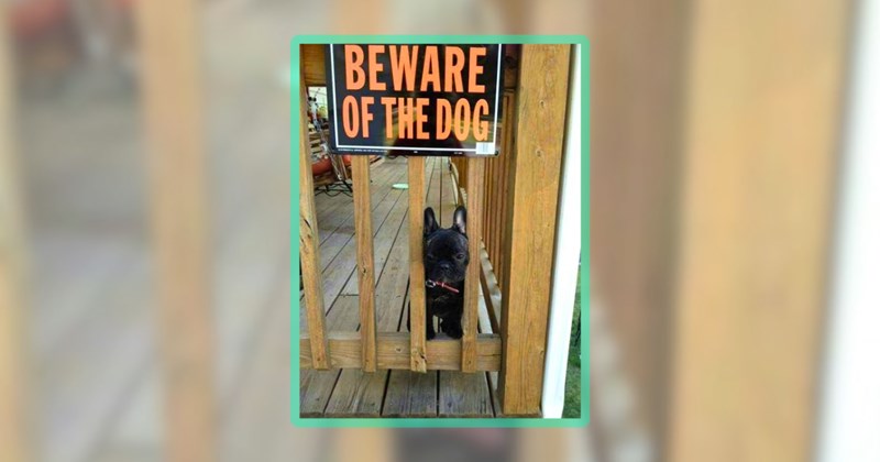 35 dog memes | thumbnail includes one meme including 'BEWARE OF THE DOG'