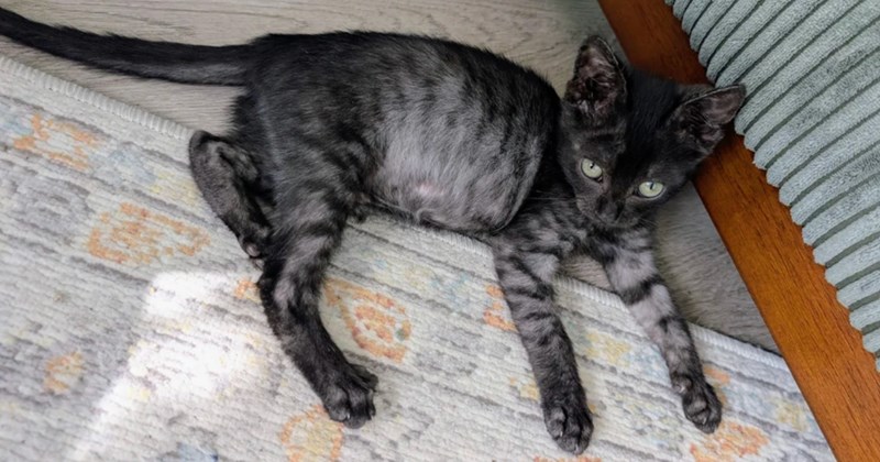 Rescue and identification of kitten with unique fur pattern | Thumbnail includes one picture of a ghost/smoke tabby kitten