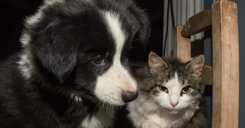 Rescue Border Collie and new rescue cat aren't getting along, worried pet owner asks internet for a pawsitive piece of advice and they deliver: 'They just need time' 