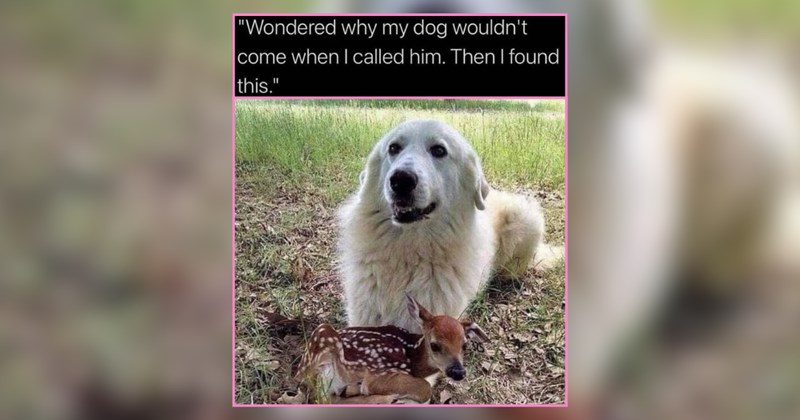 30 Gentle Creatures to Brighten Your Busy Brain