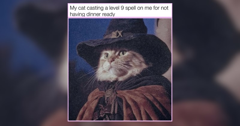 29 Meowgical Cat Memes Boosting Your Mood For Midweek Meowtivation
