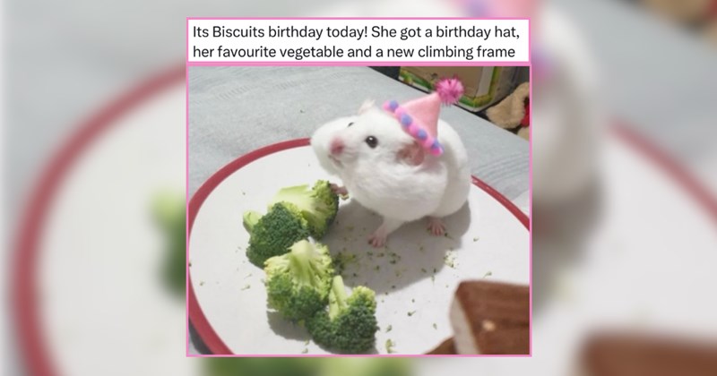 Happy-Go-Lucky Pet Memes to Gently Carry You to the Weekend 