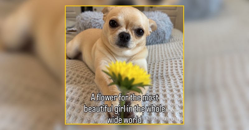 33 Perky Pet Memes Purrfect For Saturday Sunshine and Snuggles
