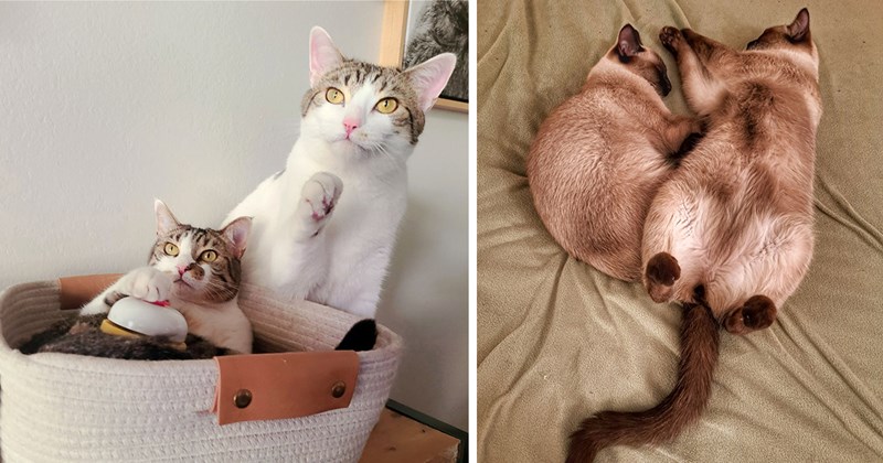original ICHC pictures of bonded pairs of cats | thumbnail includes two pictures including two siamese cats cuddling and two simple cats sitting together 