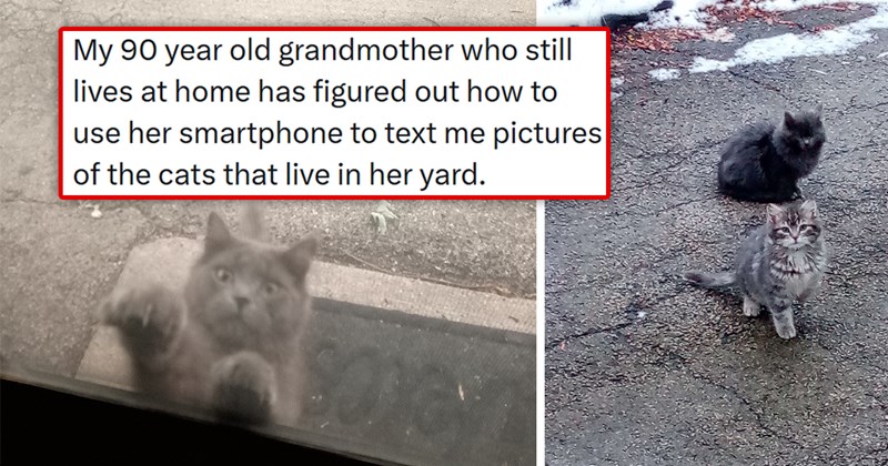story about a grandmother learning to text solely so she could text her grandson pictures of the kittens she's taking care of | thumbnail includes two pictures including a cat clawing at a window and a couple kittens 'My 90 year old grandmother who still lives at home has figured out how to use her smartphone to text me pictures of the cats that live in her yard'