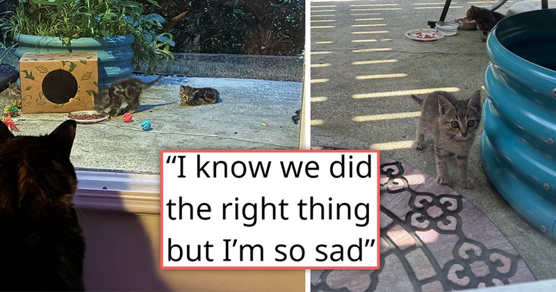 story about someone helping a mom cat and dad cat and their four kittens to get rescued | thumbnail includes two pictures including a kitten and a cat watching kittens through a window 'I know we did the right thing but I’m so sad'