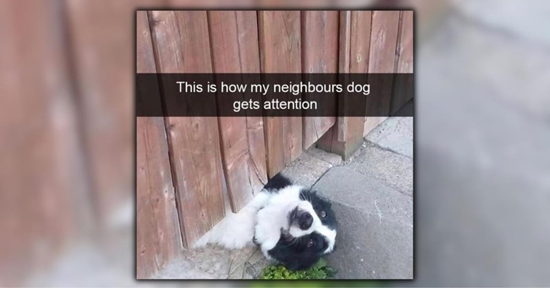 wholesome dogs cute dogs Awwdorable dog memes puppies funny dog memes funny memes Memes funny dogs lol hissterical funny animals pawdorable Funny Memes - 46157317