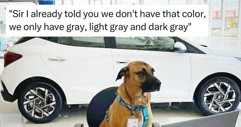 27 Heartwarming Animal Memes Warm Your Soul When Frozen from AC (July 27, 2026) | thumbnail includes one image which shows a brown dog sitting at a desk and laptop wearing a name tag with white car behind him in car showroom ‘“Sir I already told you we don’t have that color, we only have gray, ligh gray and dark dray”’