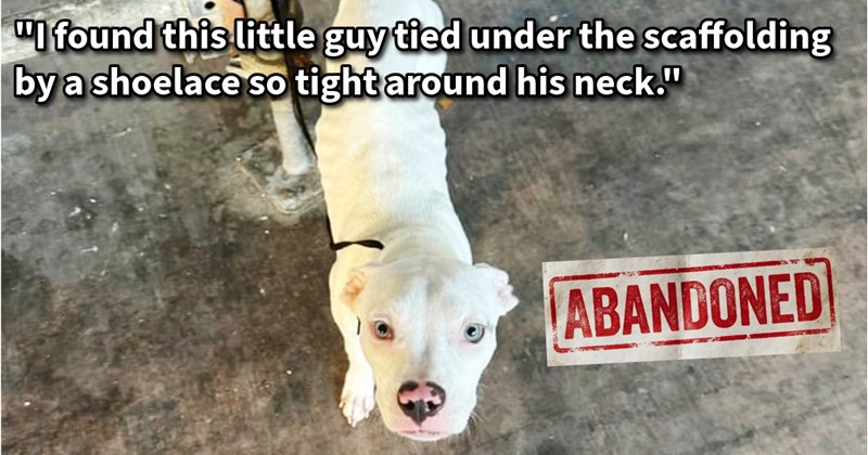 Pit Bull puppy dumped pilates studio rescued dog lover who immediately fell in love, soon discovered deep trauma they’d have overcome together: ‘We do lot training have so much fun, he is truly my little bestie my baby.’| thumbnail includes one image which shows a white dog standing on concrete looking up ‘“I found this little guy tied under the scaffolding by a shoelace so tight around his neck.”’ ‘ABANDONED’