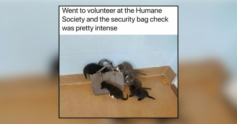 28 cat memes | thumbnail includes one meme and one picture of text including 'Went to volunteer at the Humane Society and the security bag check was pretty intense'