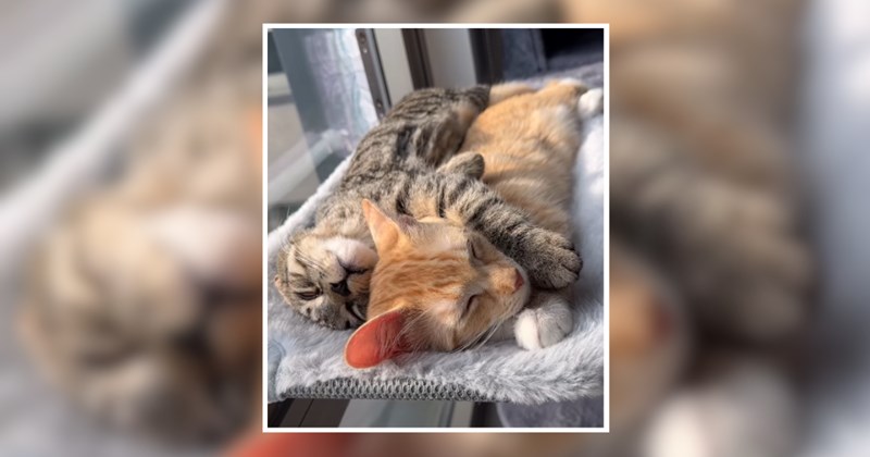 humor wholesome hilarious wholesome cats adorable cats Memes funny cats funny cat memes Cats - 46161413