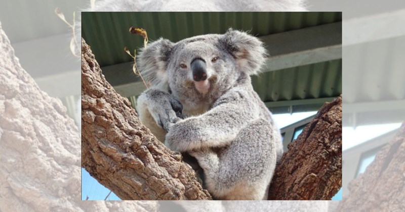 baby koalas wild animals zoo cute animals koalas sleepy koalas house pets zookeeper cute koalas animals Animals - 46167301