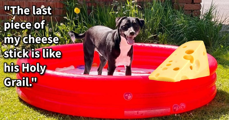 21 Wholesome Habits Make Our Darling Dog Children Ridiculously Happy | thumbnail includes one image which shows a black and white dog standing in a red kids paddling pool smiling looking at cheese ‘“The last piece of my cheese stick is like his Holy Grail.”’