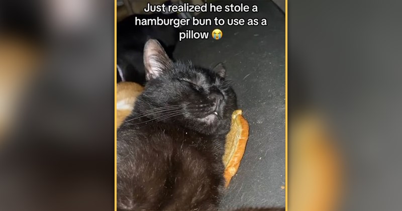 funny and wholesome cat memes | thumbnail includes one meme of a black cat lying on a hamburger bun 'Just realized he stole a hamburger bun to use as a pillow>'