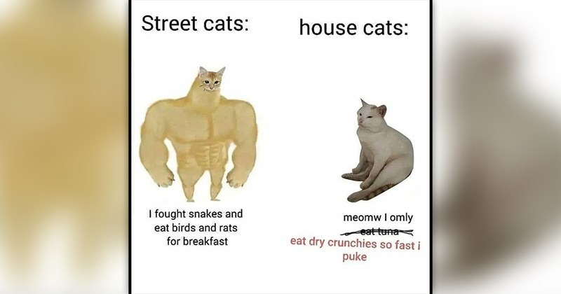 funny and wholesome cat memes | thumbnail includes one meme of a drawing of a buff cat and a weak cat 'Street cats: house cats: I fought snakes and eat birds and rats for breakfast meomw I omly eat tuna eat dry crunchies so fast i puke'