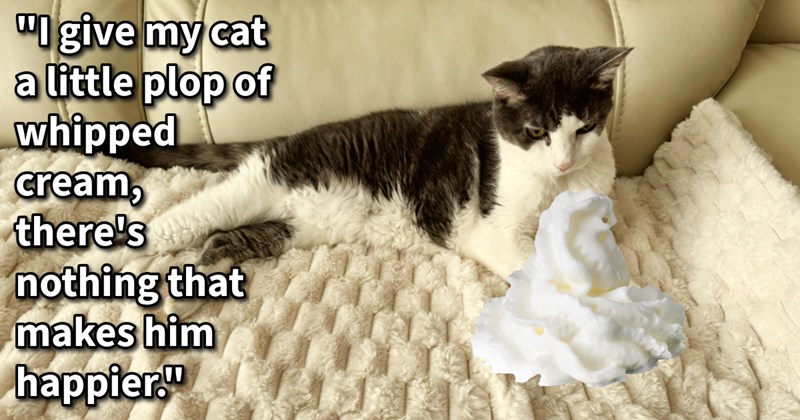 11 Secrets Sweeten Sunset Years Your Senior Cat Kid | thumbnail includes one image which shows a black and white cat lying on a couch looking at a pile of whipped cream ‘“I give my cat a little plop of whipped cream, there’s nothing that makes him happier.”’
