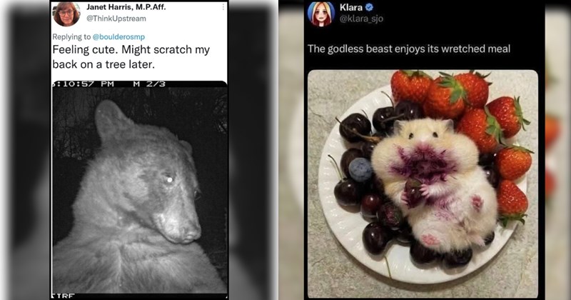 23 Best Feel-Good Animal Memes and Tweets of the Week (July 23, 2026)