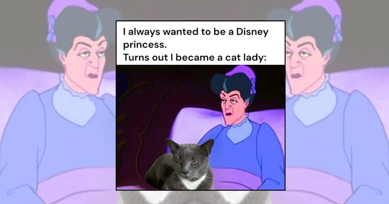 cat pictures cat lady cute cats neighbors funny cats adorable cats Cats - 46173957