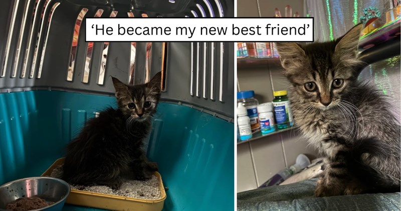 25 pictures of cats and text | thumbnail includes two pictures of a cat and one picture of text including '‘He became my new best friend’' 