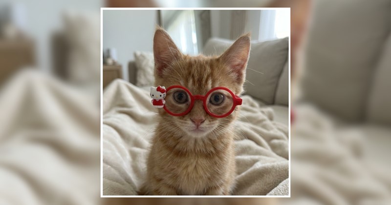 humor wholesome hilarious wholesome cats adorable cats Memes funny cats funny cat memes Cats - 46178565