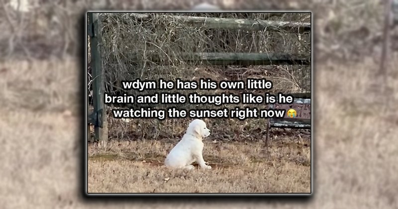humor wholesome dogs pet parents fur family pets cat people puppies kitten doggo comedy Cats funny animals Animals - 46179589