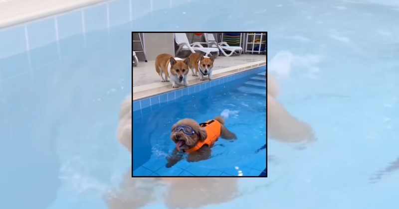 cute dogs pool dog dog pictures summer fun canine swimmers swimming dogs doggy paddle poolside pups funny dogs summer dogs dogs at the pool pet humor Doggos - 46181125