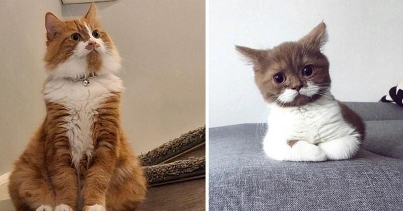 30 cat pictures | thumbnail includes two pictures of cats 