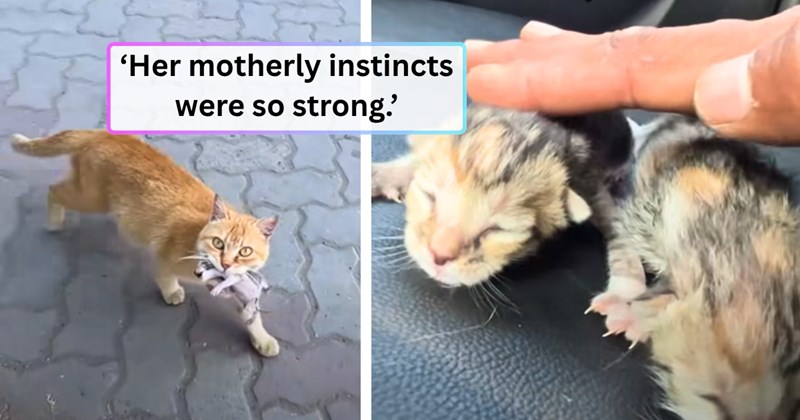 19 cat and kitten and text pictures, 5 cat and kitten pictures, 1 video | thumbnail includes one cat picture, one kitten picture, and ‘Her motherly instincts were so strong.’