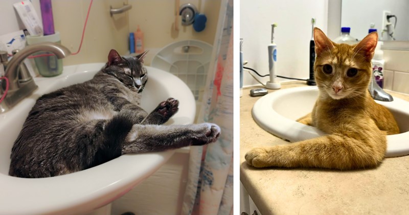 30 cat pictures | thumbnail includes two pictures of cats in sinks