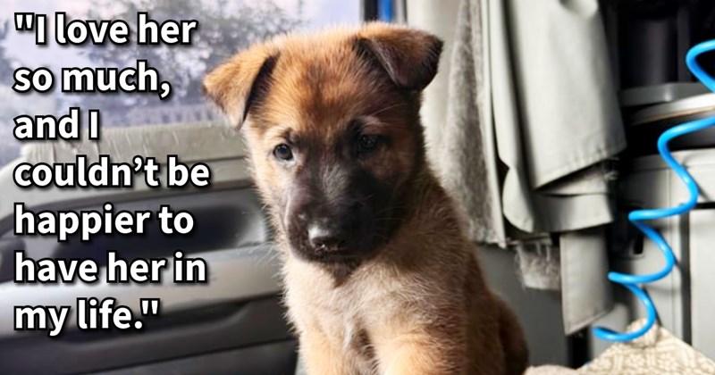 Abandoned Belgian Malinois puppy found truck driver who rejected police’s call for shelter rescue, saving pup himself, giving her loving mobile home, says: ‘I’m happy she rescued me, just like my other dog rescued me six years ago.’ | thumbnail includes one image which shows a brown and black puppy sitting in the cab of a semi truck ‘“I love her so much and I couldn’t be happier to have her in my life.”’