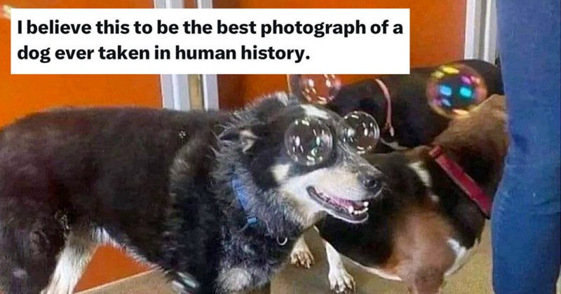 28 Calming Doggo Memes Soothe Your Sunburnt Soul Scorched Summer Sun | thumbnail includes one image which shows a black and white dog standing with bubbles on its eyes ‘I believe this to be the best photograph of a dog ever taken in human history.’