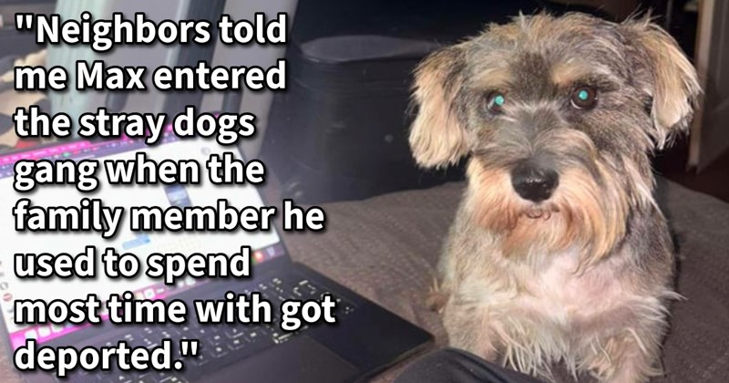 Neglected runaway dog given loving home with dog lover’s stay pup gang, but now cross country move leaves bonded pup’s fate hanging balance again, says: ‘I ngl started love him but ain’t denying that wasn’t my plans to have a dog’ | thumbnail includes one image which shows a gray and cream colored schnauzer sitting on a couch next to an open laptop ‘“Neighbors told me Max entered the stray dogs gang when the family member he used to spend most time with got deported.”’