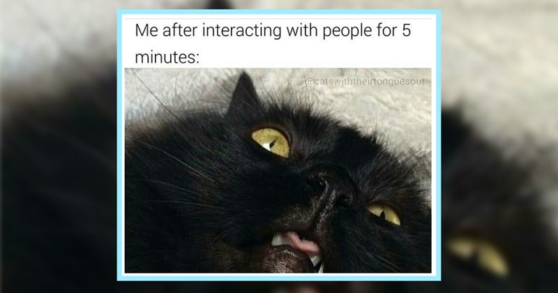 29 Meowlarious Cat Memes Take Your Mind Off Midsummer Heat | thumbnail includes one image which shows a black cat on back one eye half closed tongue poking out ‘Me after interacting with people for 5 minutes:’ ‘@catswiththeirtonguesout’
