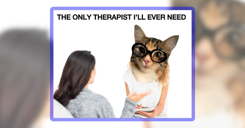 23 cat memes | thumbnail includes one meme including 'THE ONLY THERAPIST I'LL EVER NEED'