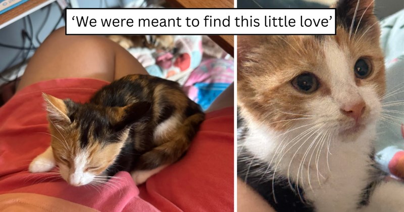 25 pictures of cats and text | thumbnail includes two pictures of a cat and one picture of text including '' 