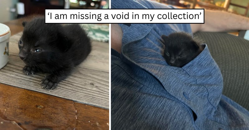 24 pictures of cats and text | thumbnail includes two pictures of cats and one picture of text including '‘I am missing a void in my collection’' 