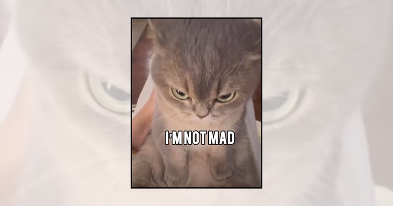 Cats funny cat memes grumpy cats angry cat memes adorable cats cat pictures furious felines cat behavior cute cats funny cats angry cats cat lovers - 46195717
