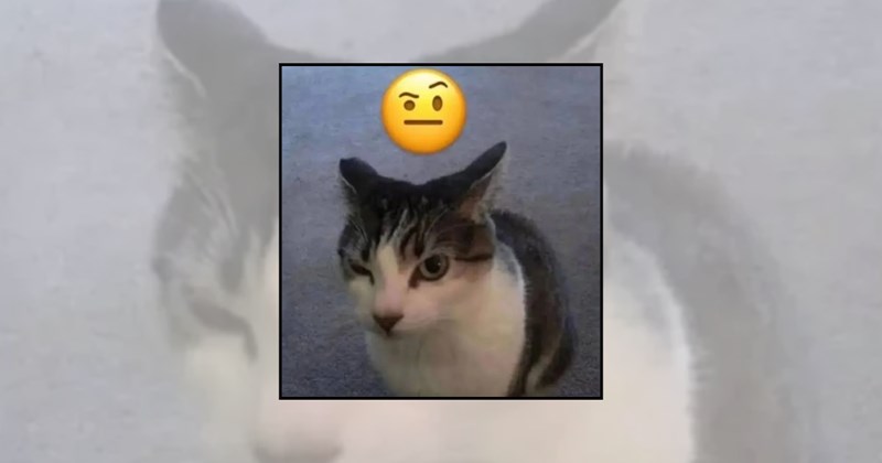 Cats cat humor funny cat memes cats as emojis relatable cats cat reactions cat pictures funny cats expressive cats emoji memes feline faces cat emojis cat memes cat lovers - 46195973