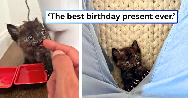 20 text pictures, 8 cat and kitten pictures | thumbnail includes two pictures of a kitten, and ‘The best birthday present ever.’