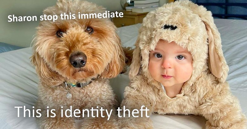 28 Pawsitively Puplifting Pupper Memes More Refreshing Peppermint Popsicle | thumbnail includes one image which shows a brown curly hair dog lying on bed next to human baby wearing brown curly hair dog costume ‘Sharon stop this immediate’ ‘This is identity theft’