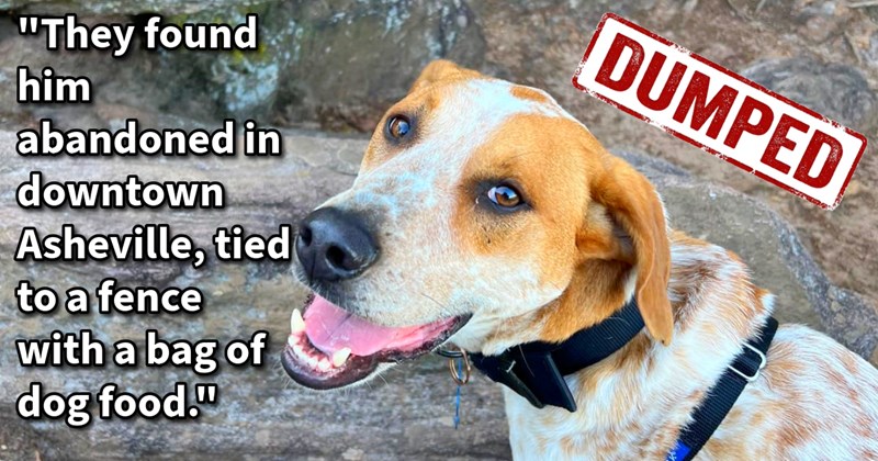 Dumped pupper found alongside food bag rescued by original owner who couldn’t keep dog but found loving furever home lots of land explore, says: ‘He loves give cuddles kisses is very attached to his person, which has become me.’ | thumbnail includes one image which shows a brown and white dog smiling standing on rocks ‘“Thry found him abandoned in downtown Asheville, tied to a fence with a bag of dog food.”’ ‘DUMPED’