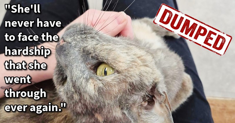 Senior cat found wandering distress around apartment block rescued by cat mom who was ghosted by kitty’s original owner, but found feline purrfect furever home, says: ‘She's going to live out her golden years spoiled showered in love’ | thumbnail includes one image which shows a gray and orange cat lying on back in lap being petted ‘“She’ll never have to face the hardship that she went through ever again.”’ ‘DUMPED’