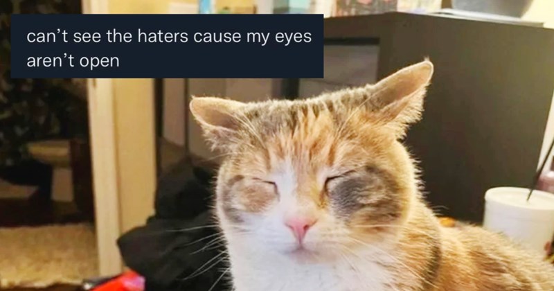 30 Cheeky Cat Memes Hardworking Hoomans Who’ve Furgotten Have Fun Summer Break | thumbnail includes one image which shows a calico cat lying with eyes closed ‘can’t see the haters cause my eyes aren’t open’