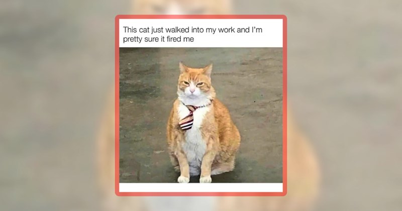 26 cat memes | thumbnail includes one meme including 'This cat just walked into my work and I'm pretty sure it fired me'