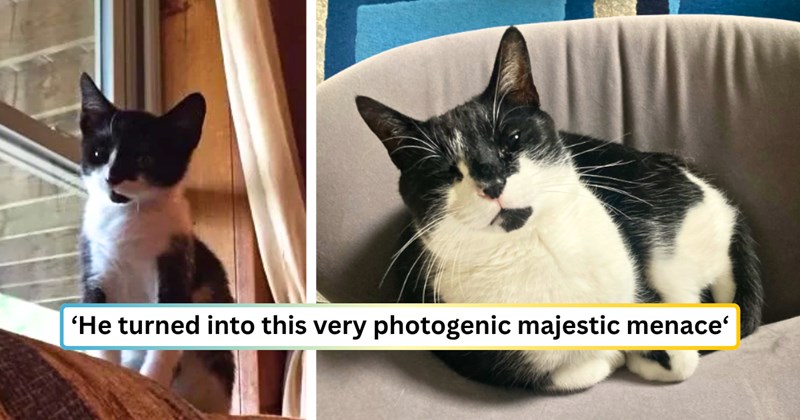 15 cat pictures | thumbnail includes two pictures of a cat, and ‘He turned into this very photogenic majestic menace‘