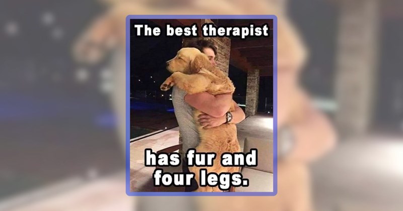 24 dog memes | thumbnail includes one meme including 'the best therapist has fur and four legs.'