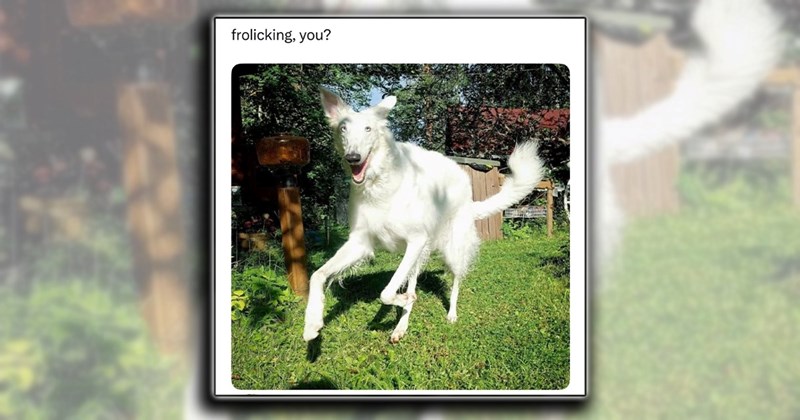 dogs