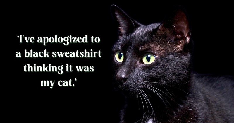 25 text pictures, 6 black cat pictures | thumbnail includes one picture of a black cat, and ‘I've apologized to a black sweatshirt thinking it was my cat.’